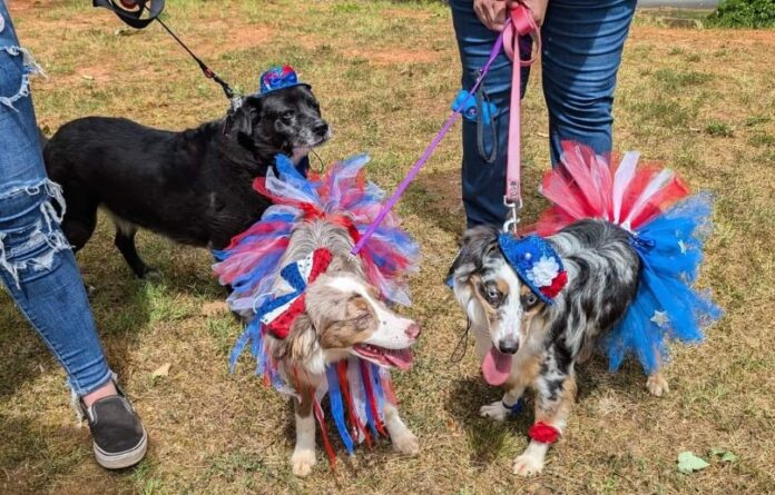 Dogs of Summer