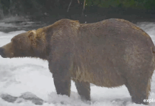 Gentle giant Backpack declared winner of Alaska’s Fat Bear Week
