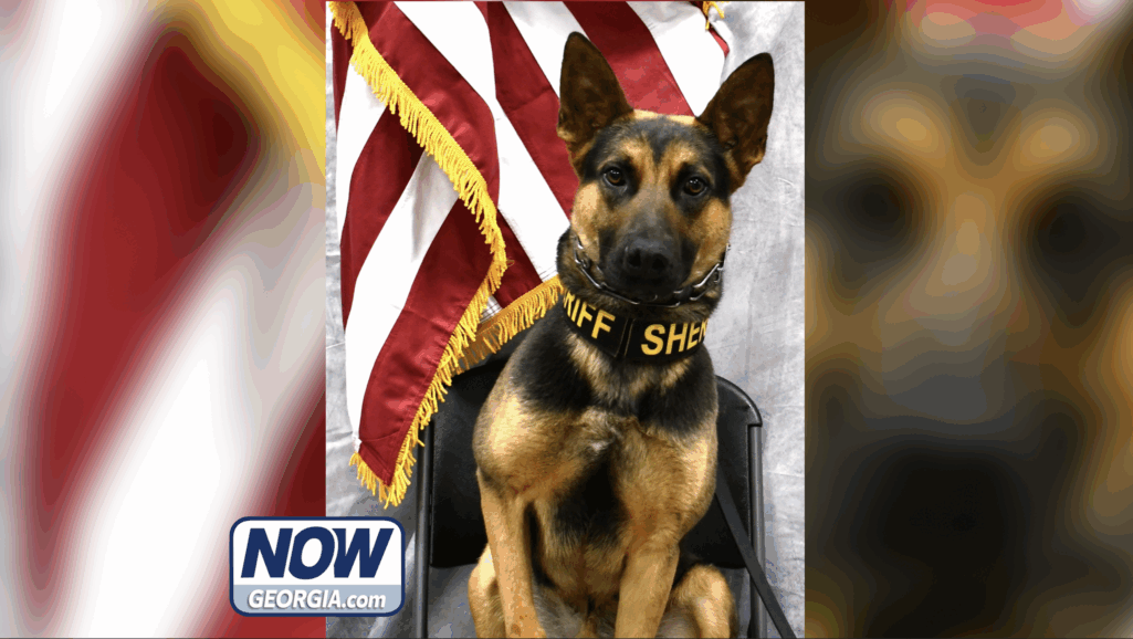 K9 Abu steps into explosives detection role after Roxy's retirement