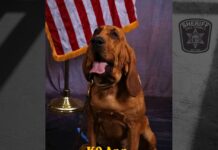 Hall County Sheriff’s Office mourns loss of beloved K9 Ann