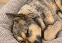 LaGrange Police: Pet shot multiple times, discarded in trash bag