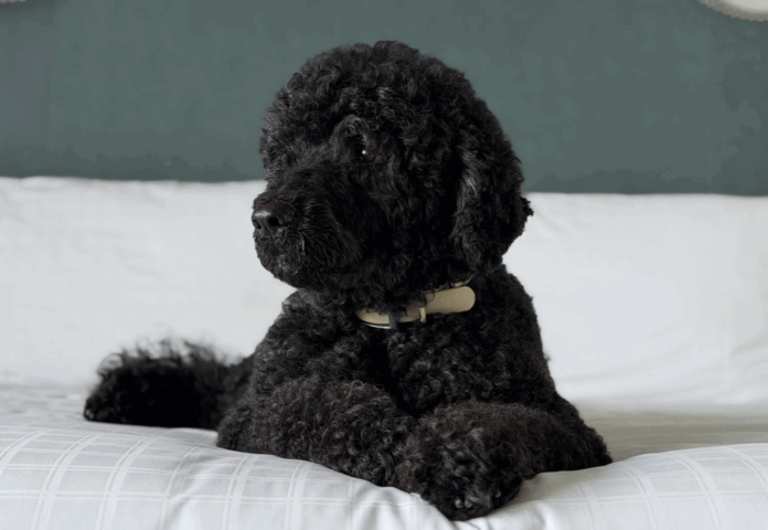 Obama's dog, Sunny, dies