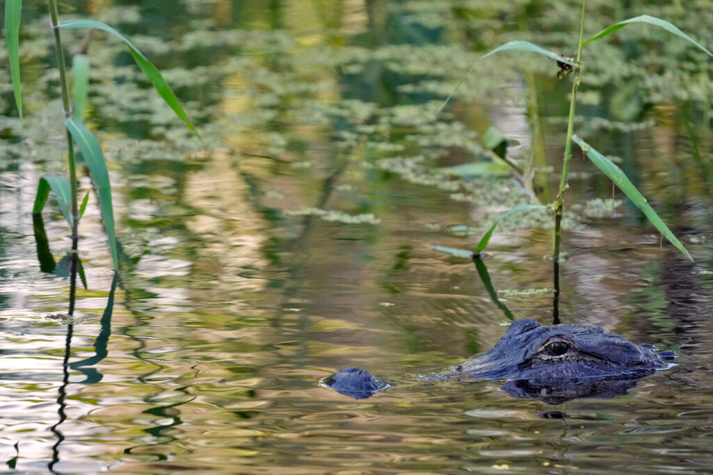 Fisherman, 71, attacked and killed by 12-foot alligator alongside Florida lake - Now Georgia