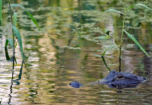 Fisherman, 71, attacked and killed by 12-foot alligator alongside Florida lake
