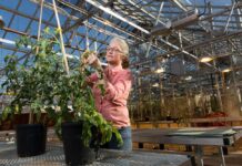 Tomatoes don’t taste as good as they used to. The reason is in its genes